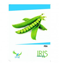 Iris OP Peas / Matar 15 Seeds